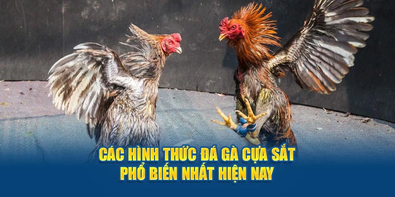 Các hình thức đá gà cựa sắt phổ biến nhất hiện nay