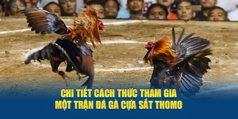 Chi tiết cách thức tham gia một trận đá gà cựa sắt Thomo