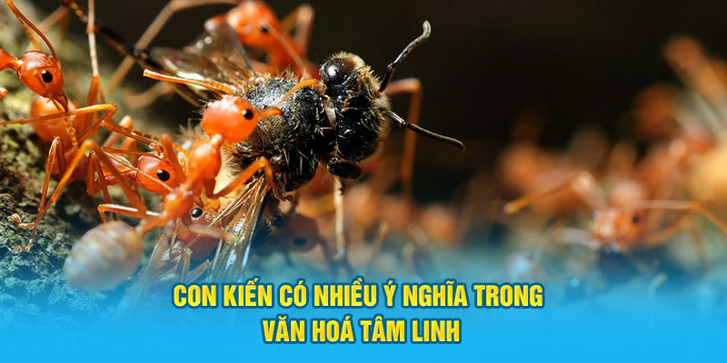 Con kiến có nhiều ý nghĩa trong văn hoá tâm linh