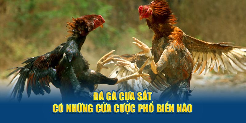 Đá gà cựa sắt có những cửa cược phổ biến nào