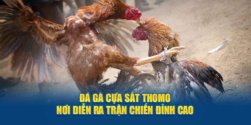 Đá gà cựa sắt Thomo