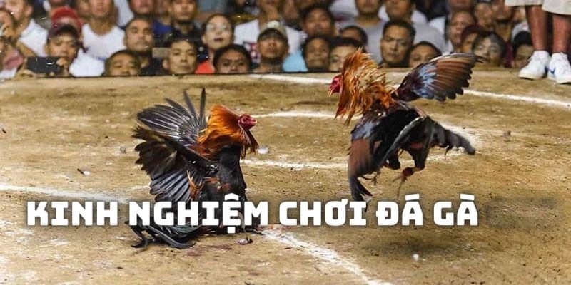 Bật mí kinh nghiệm Đá GÀ JUN88 chuẩn hết chỉnh