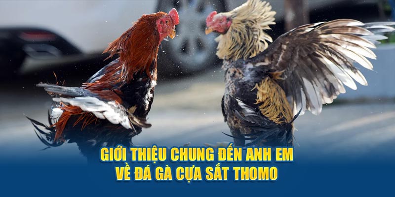 Giới thiệu chung đến anh em về đá gà cựa sắt Thomo