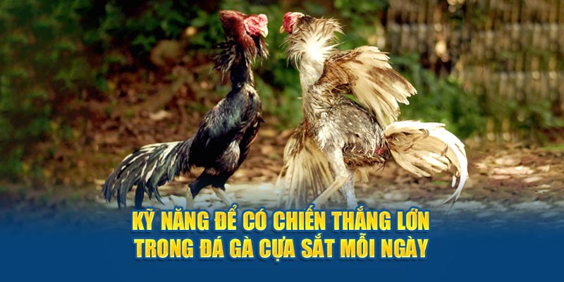 Kỹ năng để có chiến thắng lớn trong đá gà cựa sắt mỗi ngày