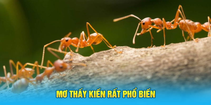 Mơ thấy kiến rất phổ biến