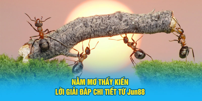 Nằm mơ thấy kiến