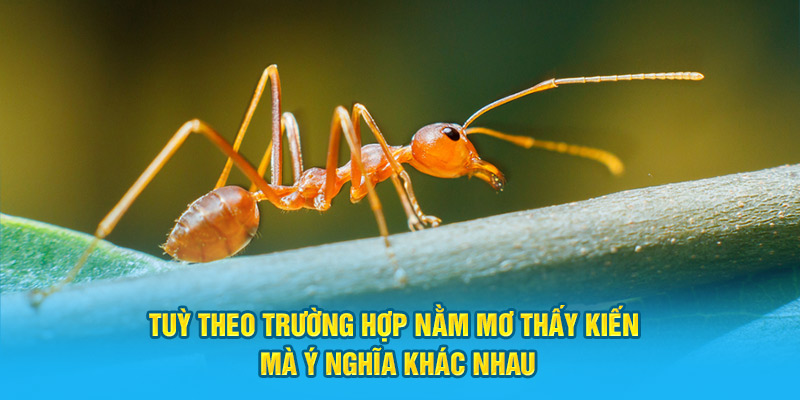 Tuỳ theo trường hợp nằm mơ thấy kiến mà ý nghĩa khác nhau